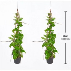 호야 카노사 2팩 60cm 218220