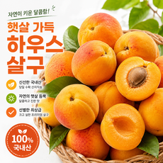 토해원 고당도 황금살구 산지직송 달콤새콤 제철 노지살구 중 대 특, 1박스, 특1kg