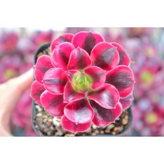 로나가든 메두사금 반려식물 미니다육이 리톱스 선인장