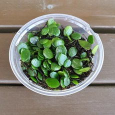 콩짜개 컵(8x3.5cm) 콩자개 콩짜개난 석부작 덩굴 분경 테라리움 비바리움 식물, 1개