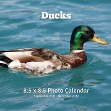 Ducks 8.5 X 8.5 Calendar September 2021 -December 2022: Monthly Calendar with U.S./UK/ Canadian/Chri... Paperback, Independently Published, English, 9798717435437