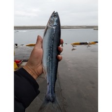 오촌언니 송어구이 동해안바다 조림덮밥 스테이크 쫀득탱탱 대사이즈 x 2팩, 2개, 260