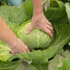 제주 양배추 아삭아삭 수분가득 특상품 가정용 벌크 [SHN], 3개, 1.5kg