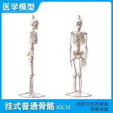 해부학 인체 해골 골격 모형 전신 관절 두개골 인대, 1세트, J.85cm 해골(디스크 행잉)