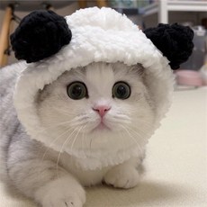 올데이픽 고양이 모자 고양이코스튬, 브라운 곰