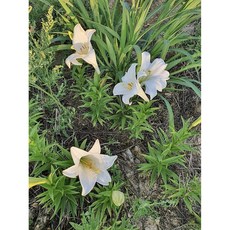 국내산 백합(흰색)/ 화산농원, 10개