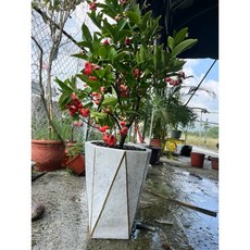 霏霏園藝 四季迷你蓮霧盆栽 陶盆栽 高度含盆70-80公分以上, 1個