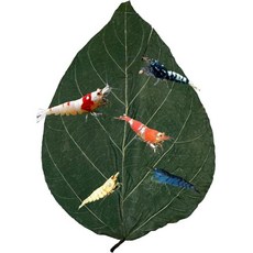 놀라운 수생 베타 & 새우 잎 10개 4-6인치 프리미엄 카타파 인디언 아몬드 자연 서식지 타닌 생성 면역력 향상 사용 편리함 (카타파 10개입), Dadap 10 Pk