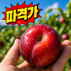 [오늘만초특가] 과즙미폭발 재구매율1위 햇자두 하우스자두, 1박스, 300g(중) 1팩