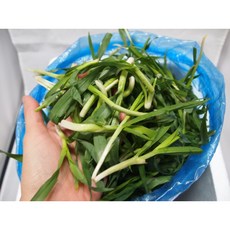 보리순 보리새싹 보리싹 보리새싹녹즙 보리잎된장국 보리싹나물 보리새싹효능 보리순효능, 1개, 1kg