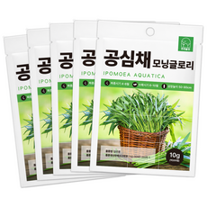 [주주씨앗] 공심채 씨앗 10g 모닝글로리 동남아 이색채소 종자 씨 씨앗몰, 5개