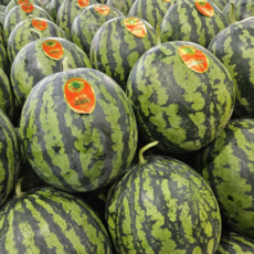 싱싱햇 하우스수박 달콤한 고당도 수박, 1박스, 3kg