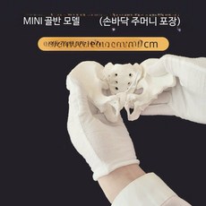 가동식 골반 모델 교구 굴곡 치골 결합 여성 A_미니 골반 모델, 1개