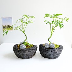 홍콩야자 쉐프렐라 미니 분재 화산석 화분 눈알 에그스톤 - 공기정화식물 개업 승진 축하화분, 1개, 홍콩야자 미니 분재