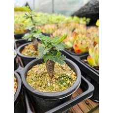 팅커벨 쎄나 메리디오날리스