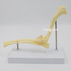 개 골격 모형 송곳니 두개골 치아 해부학 교구 뼈모형 고양이, F. 개 팔꿈치 관절 모형