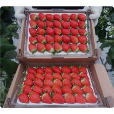 새벽에 수확해서 발송하는 신선한 자연산 설향딸기, 상(35구), 700g