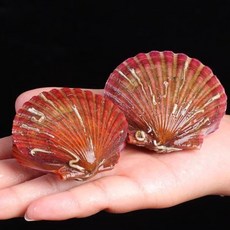 통영 제철 세척 비단가리비 홍가리비 홍가리비 속살 냉장 산지직송, 1개, 홍가리비(25미 내외) 2kg