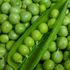 [26년첫!출시] 단백질폭탄 국내산 껍질 생 완두콩, 1박스, 500g