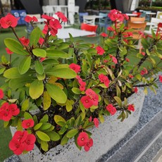 안녕두구동 빨간색 1+1 다육식물 키우기쉬운꽃, 1개