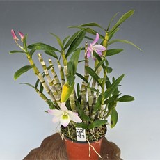 꽃이예쁜 그린아이석곡/ 6년생, 1개