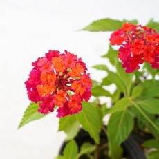 갑조네 예쁜꽃 란타나 소품, 혼합색상, 1개