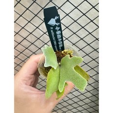 【小蔡的木作坊】OMG鹿角蕨侏儒爪哇孢子苗, 1個, Omg孢子苗-（1.5寸小尺寸）