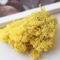 現貨 20克 乾燥苔蘚 永生苔蘚 DIY微景觀材料包 造景裝飾, 黃色