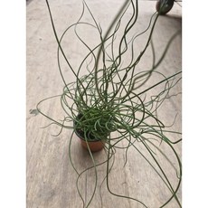1+1 스프링골풀 준쿠스 나선골풀공기정화 반려식물 소품, 1개