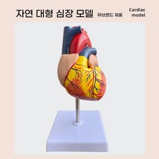 강아지심장 모형 교육용 자료 표본 동물병원 해부학, A. A형 내추럴 빅 하트 로고 없음, U01KT0J71030VK36V04Z1R5287-001