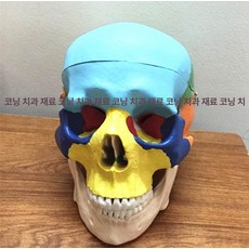 두개골모형 얼굴 인체 골격 모형도 해부도 구조 모형, 단일 항목, 1개