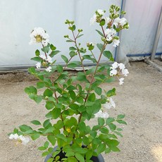 [풀멍상점] 흰배롱나무(백화 배롱나무) (20cm 포트)/ 백일홍 야생 조경수 초보 여름꽃 100일꽃 선별발송 분채배송 방수라벨 이름표포함, 1개, 흰색꽃