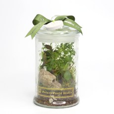 原生態NatureWorld植物生態瓶DIY材料包附教學影片 親子手作盆栽 室內綠植裝飾, 1個, 中款(8x15cm), 透明瓶身