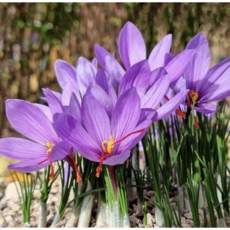 [큐가든] 크로커스 샤프란 구근 5개 유럽 직수입 특선 추식 사프란 사티버스