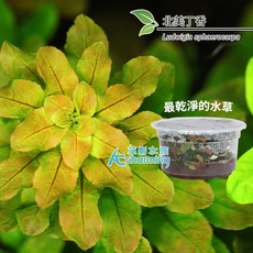 AC草影 北美丁香 水草組培盒裝, 1個, 北美丁香（組培盒裝）