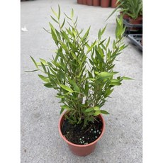 霏霏園藝風竹3吋竹籤特價組:園藝裝飾 燒烤串籤首選, 1個