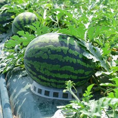 [파격특가]프리미엄 정품 고당도 꿀수박 하우스 겨울 수박, 1개, 정품 겨울수박 3-4kg