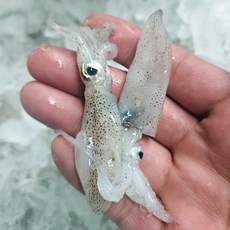 급냉 호래기 1kg(100미내외), 1세트, 1kg