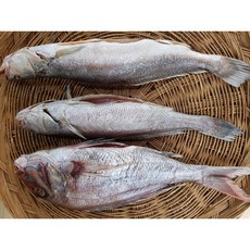 (참돔 민어 조기)37~38cm 반건조생선 제사생선 제수용생선 파는곳 말린생선 마른생선 참조기 참가자미 병어 코다리 문어 자숙문어 서대 건갈치 제주낚시갈치 고등어 포항가자미, 국산참돔 국산민어 조기, 1개