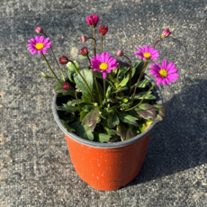 26년 사계소국 사계절 국화 핑크 노지월동 야생화 정원식물 지피식물 야생화모종 봄꽃모종 노지월동야생화, 1개