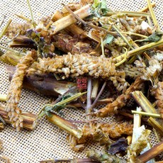 향유 가루 유향 분말 파우더, 1개, 100g