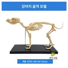 동물 뼈 모형 강아지 해부학 동물병원 수의사 교구 수의학 장난감, 1개, 소형견 골격, 1cm