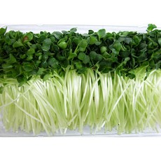 청무순 60g내외 이강산닷컴, 1개