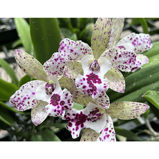 [신라난농원]카틀레야 자이락 코스모스.깨끗한백색에자주보라색의점박이.아주좋은향.아주예뻐요.고급.인기상품.신상.필독뒷사진참고., 1개