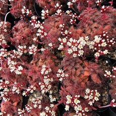 [해뜰다육] 세툴로사(소품) 다육식물 선인장, 1개, 1