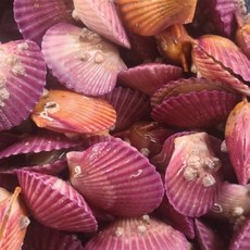 따봉프레시 황제 가리비 고성 통영 당일조업 3차선별, 1개, 5kg