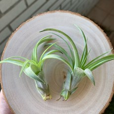 空氣鳳梨 愛結 Love Knot (capitata X streptophylla), 小（封面）