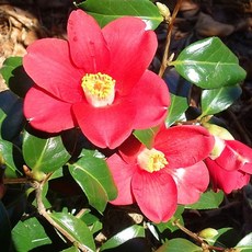 목하원예조경 동백나무 60-80cm내외 포트 실생 묘목 겨울꽃 토종 홑꽃 동백 정원조경나무 상록수, 1개, 단일