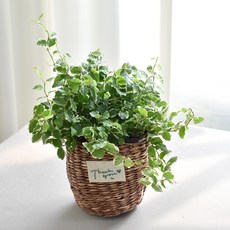 실내공기정화식물 율마 아레카야자 스킨답서스 산세베리아 테이블야자 유칼립투스 이레카야자 페페 스투키 몬스테라, 25.푸미라(땡큐바구니), 1개