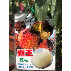 花花世界 霸王荔枝果苗 果實碩大 4-5吋盆/高40-60cm, 1個
